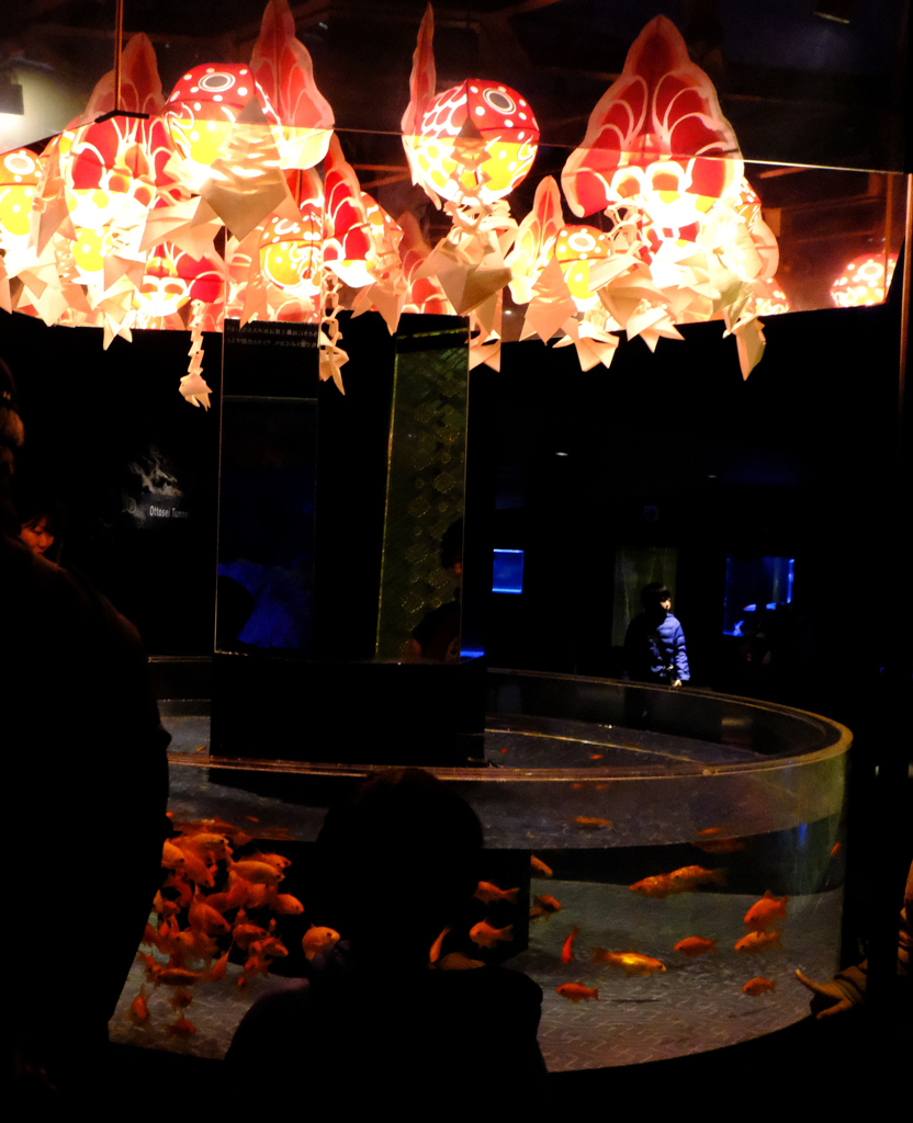 金魚２