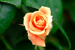 ロイヤルサンセット（米）