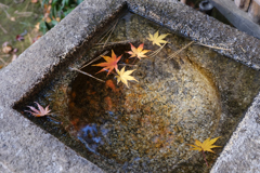 浮かぶ名残の葉