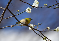 白梅がよく似合う