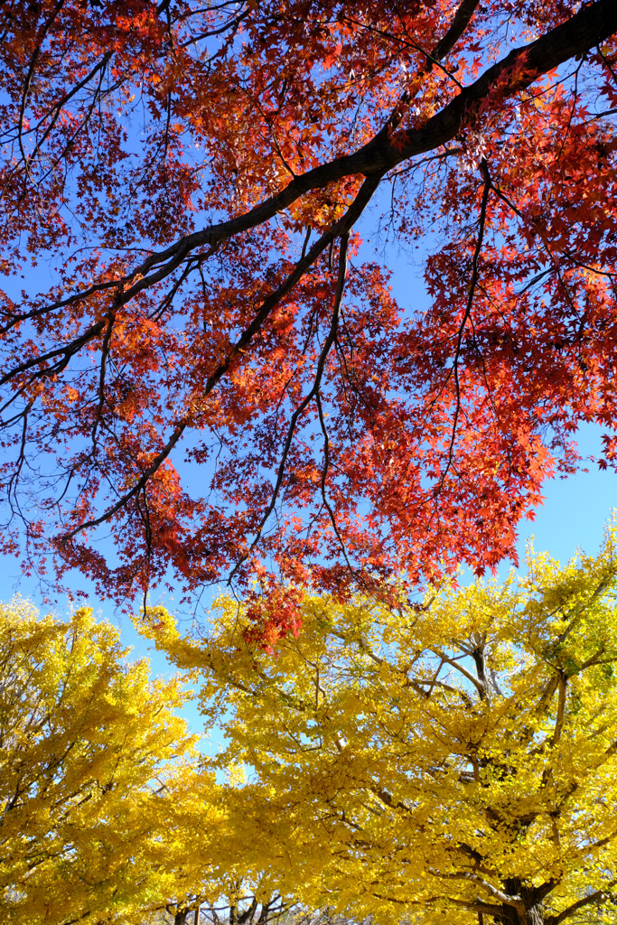 紅葉と銀杏２