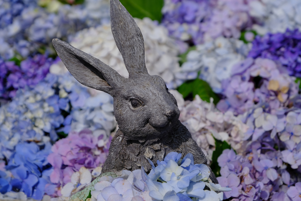 紫陽花の中にうさぎ