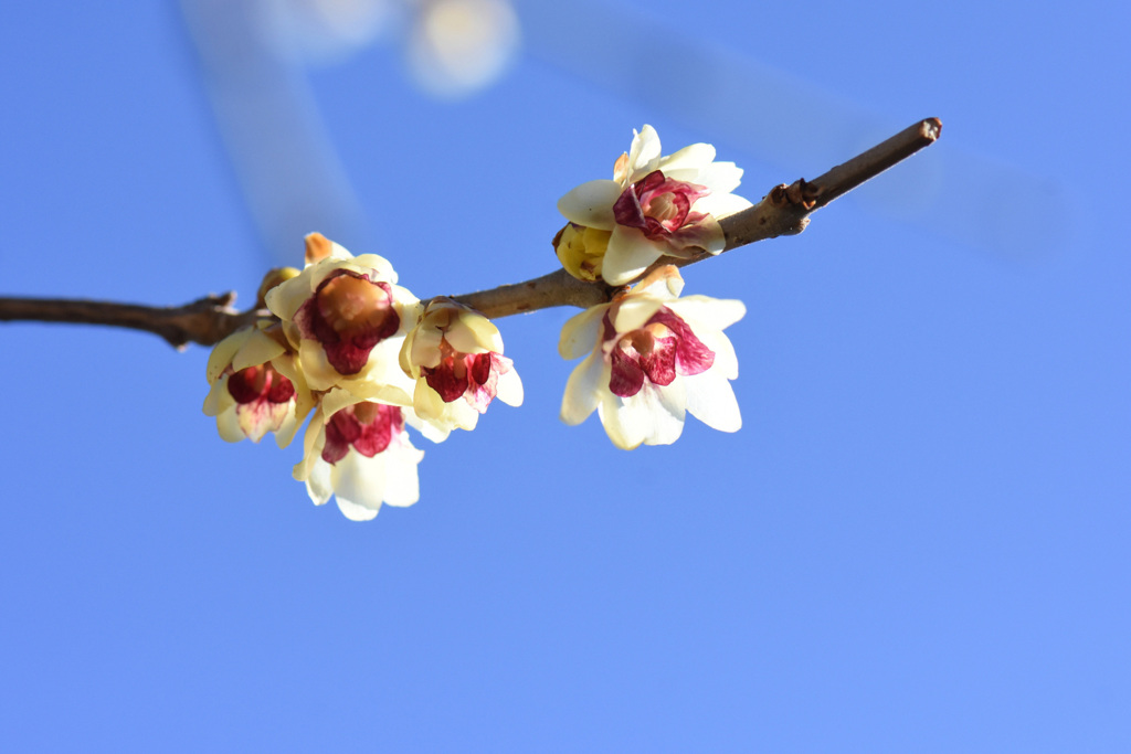 青空にロウバイ