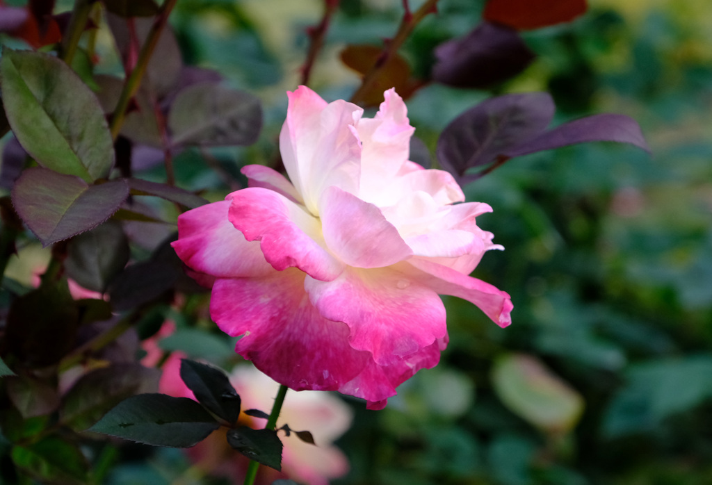 アブラカタブラ(米)