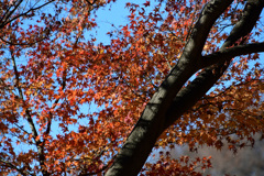 名残の紅葉