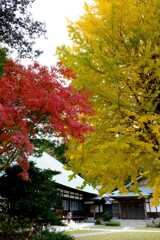 11月浄妙寺