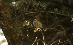 普段は頭頂部は黄色い