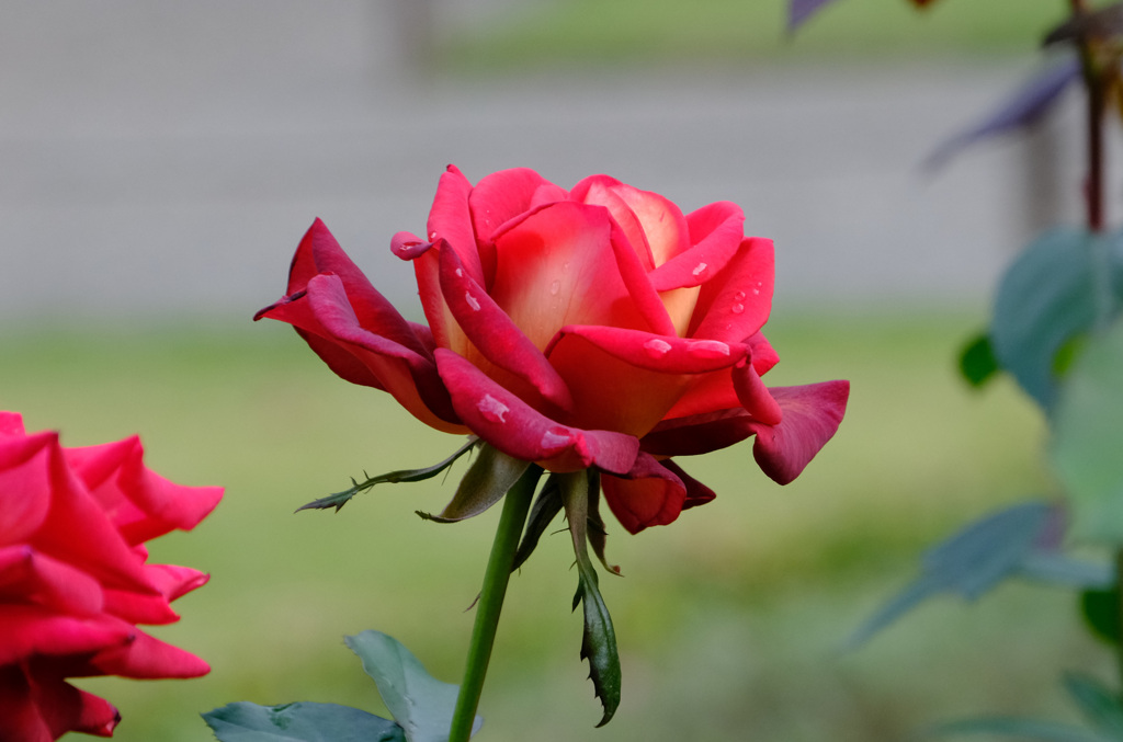 クレオパトラ(独)