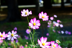 木々をバックに