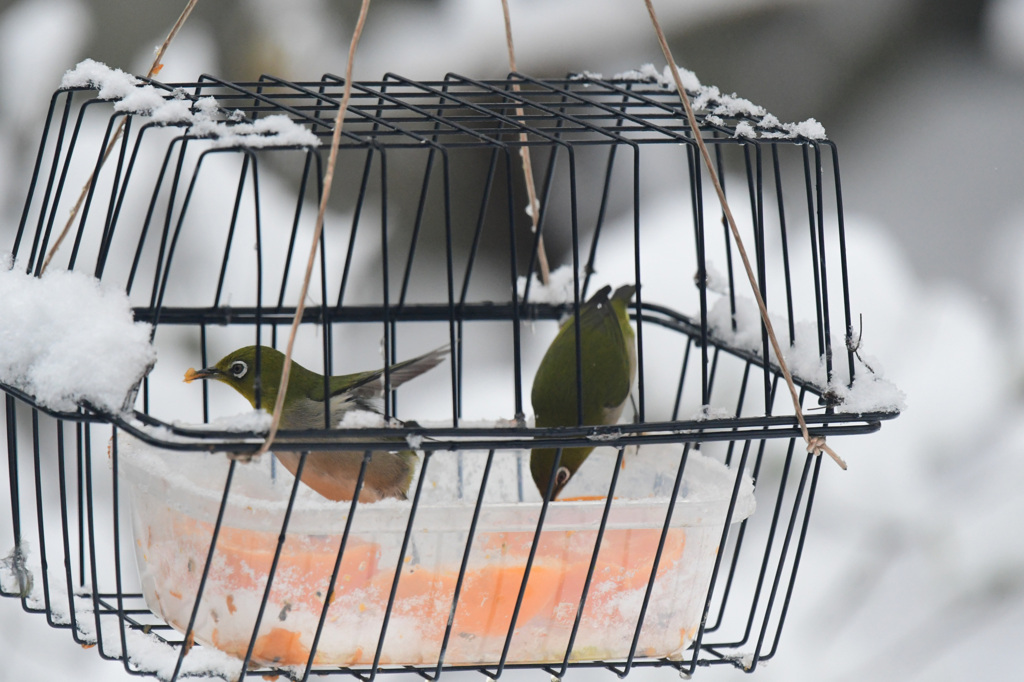 冷凍ミカンにいなってないか？