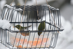 冷凍ミカンにいなってないか？