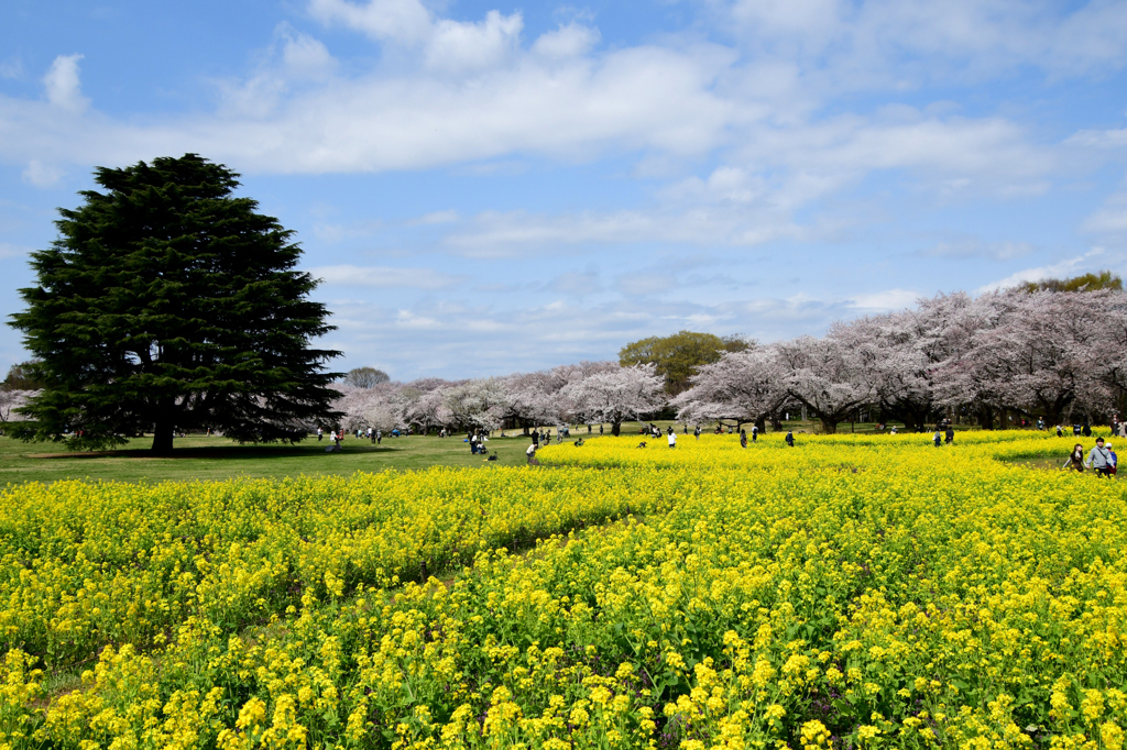 桜菜の花