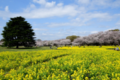 桜菜の花