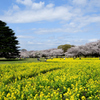 桜菜の花