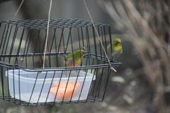 メジロさんたちはこちらへ