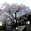 桜散る散る２