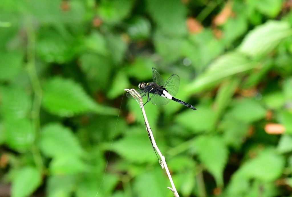 コシアキトンボ