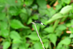 コシアキトンボ