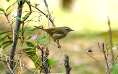 【参考】ウグイス