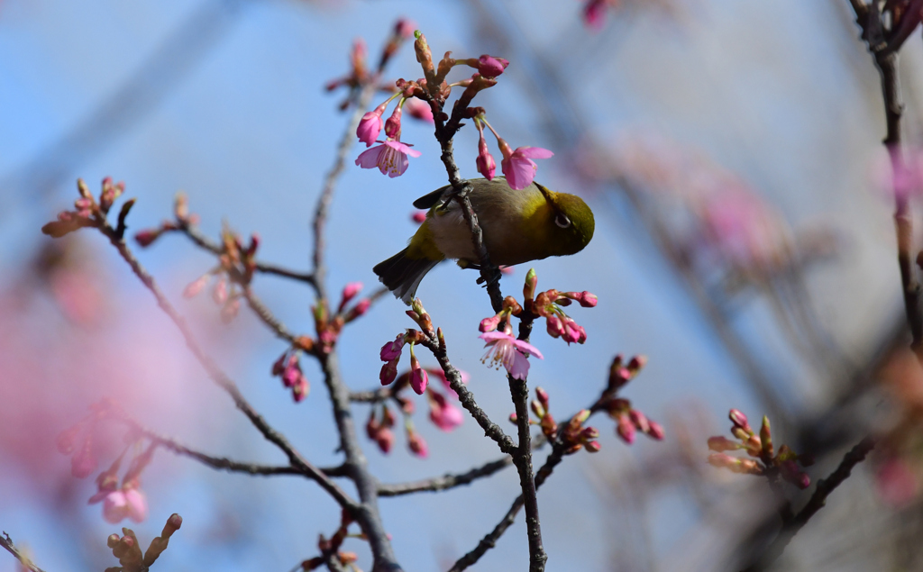 まだ花数が少なくて