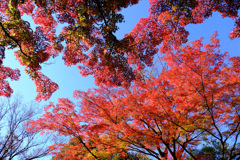 紅葉2