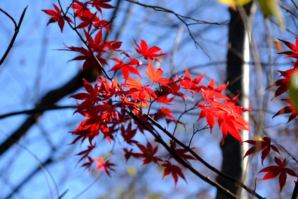 残る紅葉