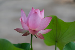 紅君子蓮