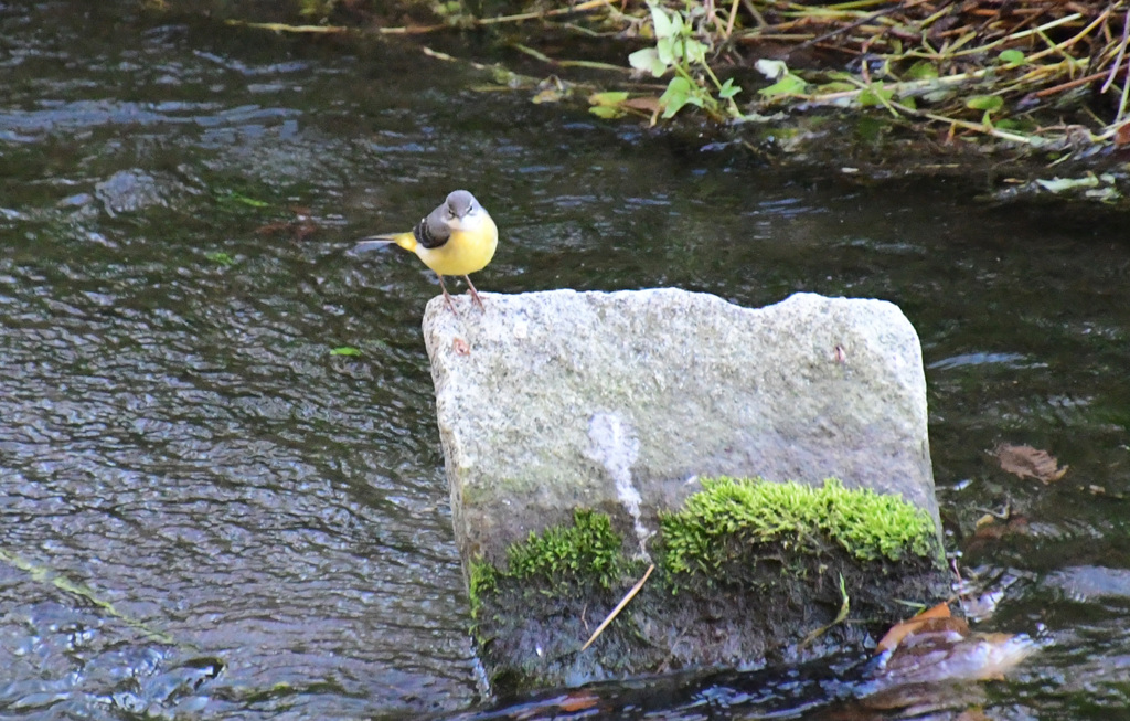 カワセミがいなくなると