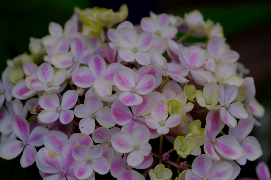 珍しい紫陽花