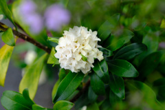 白い沈丁花