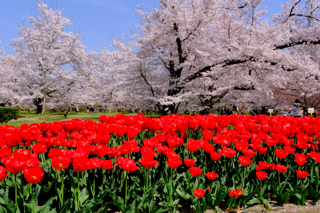 チューリップと桜のコラボ