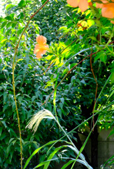 夏秋共存