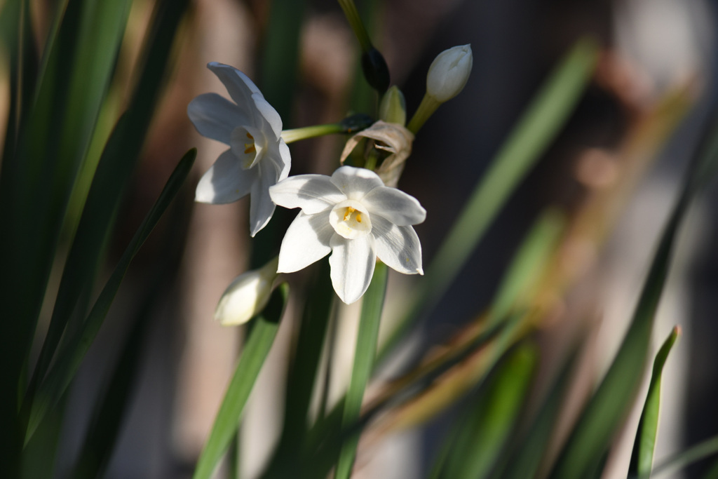 ペーパーホワイト