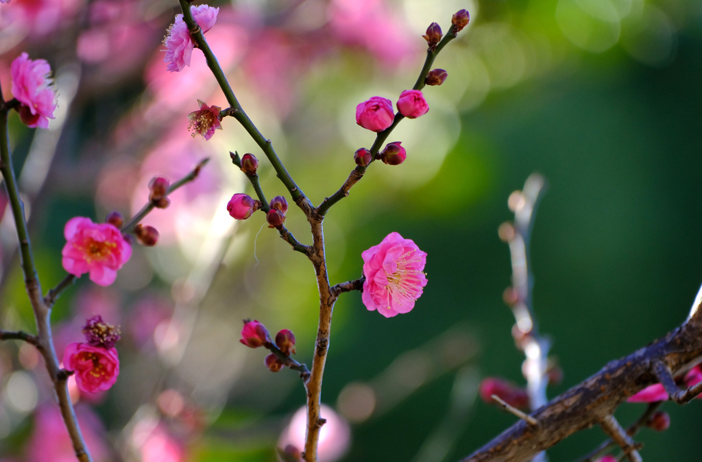 紅梅２