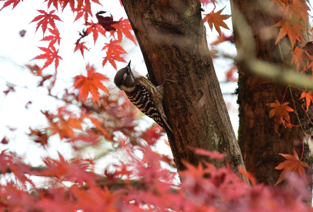 紅葉狩り