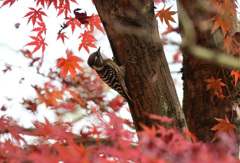 紅葉狩り