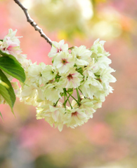 里桜「ウコン」２