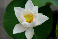 百光蓮