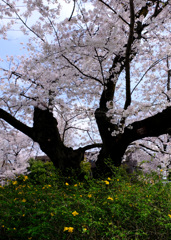 山吹と染井吉野