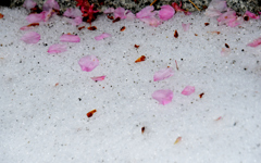 雪の上に
