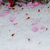 雪の上に