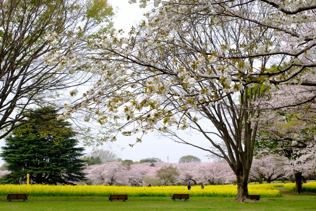 手前は里桜「太白」