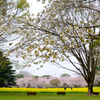 手前は里桜「太白」