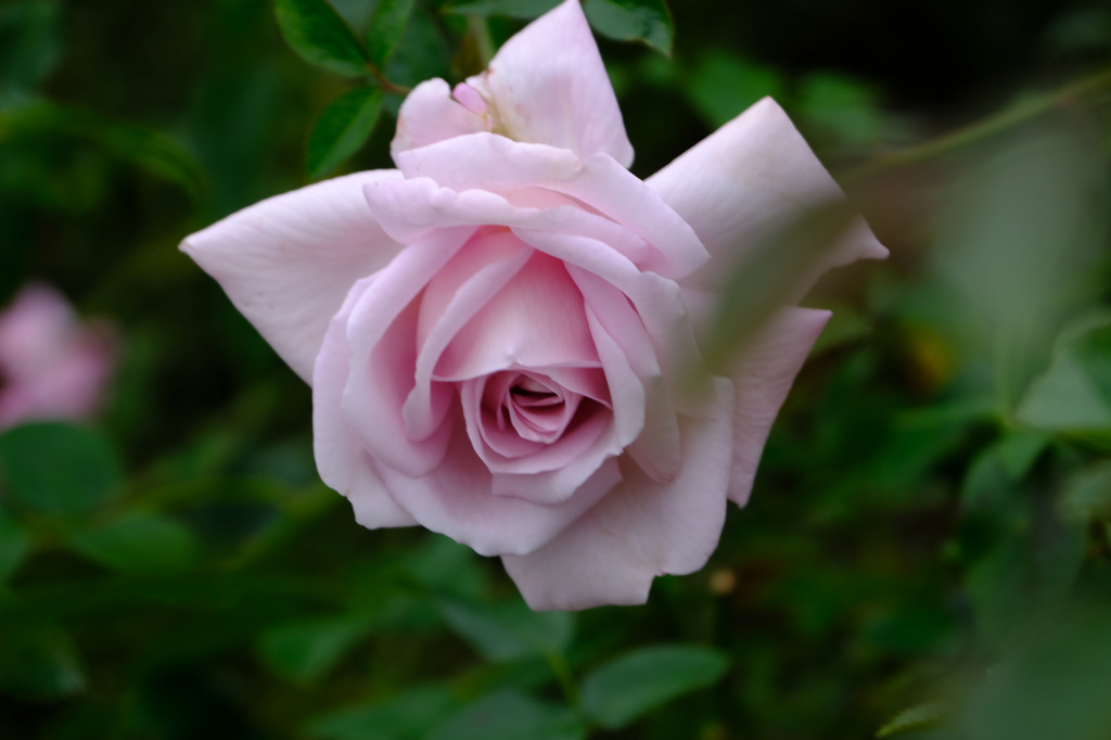 ローズシネルジック(仏)