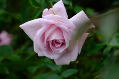 ローズシネルジック(仏)