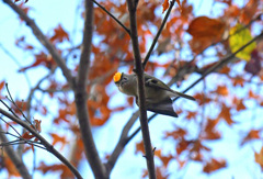 パカッと開いた
