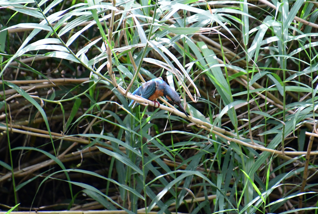 今度は姿勢を低く