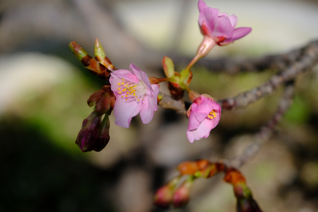 庭河津開花４