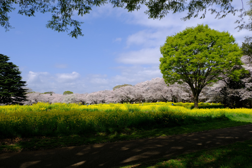 菜の花桜