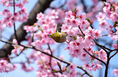 修善寺寒桜から飛び出す